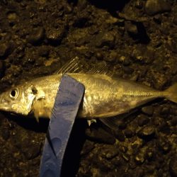 釣れないアジング